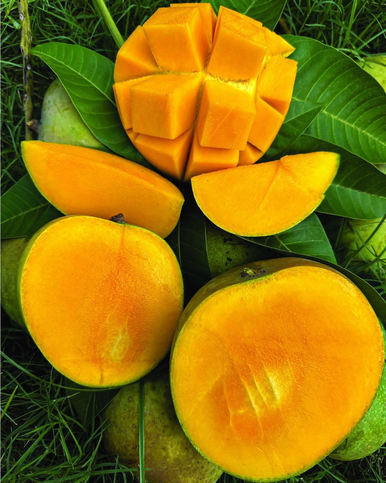 প্যাকেজিং