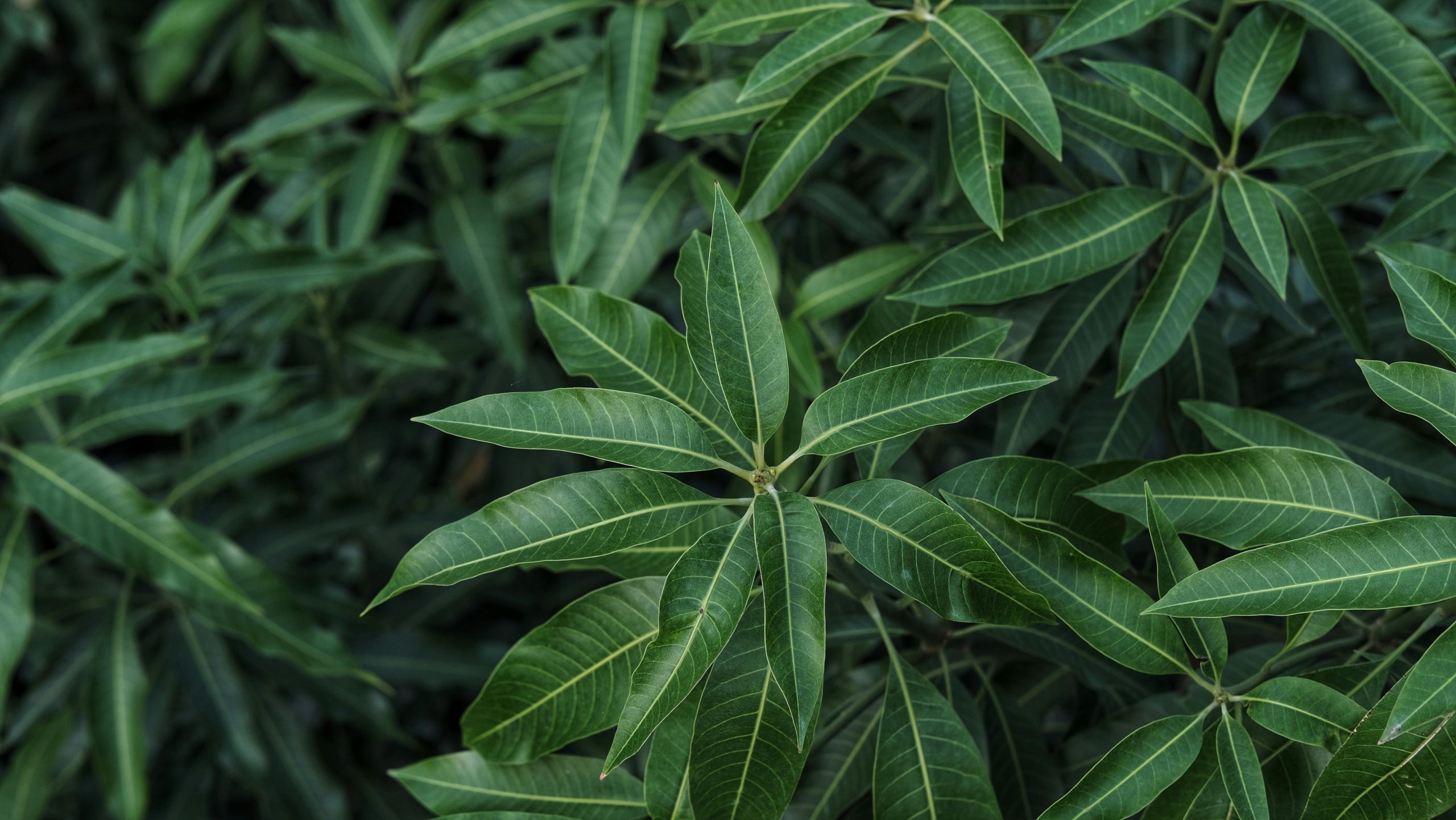 সাতক্ষীরার হিমসাগর আমের বাগান